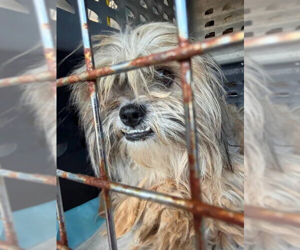 Medium Photo #4 Shih Tzu-Unknown Mix Puppy For Sale in Grafton, WI, USA
