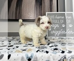 Small Photo #10 Miniature Bernedoodle Puppy For Sale in FRANKLIN, IN, USA