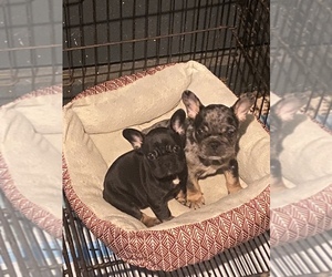 French Bulldog Puppy for sale in OKLAHOMA CITY, OK, USA