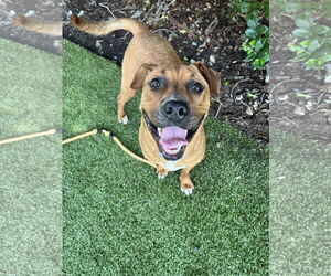 Mutt Dogs for adoption in Hilton Head, SC, USA