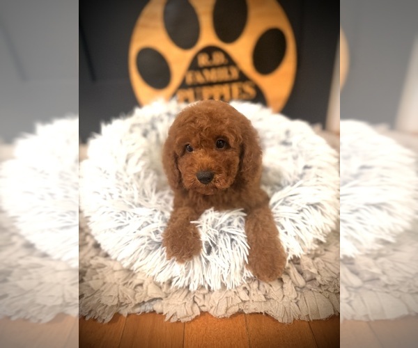 Medium Photo #3 Cockapoo (Toy) Puppy For Sale in CROSSVILLE, TN, USA