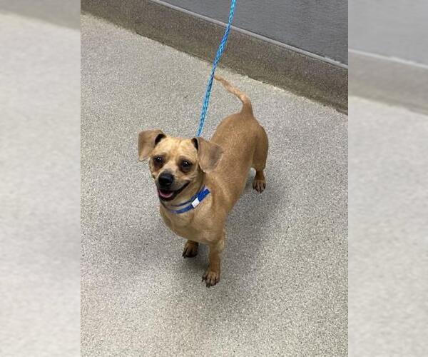 Medium Photo #1 Chiweenie Puppy For Sale in Las Vegas, NV, USA