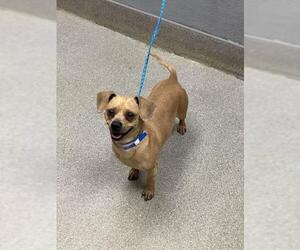 Chiweenie Dogs for adoption in Las Vegas, NV, USA