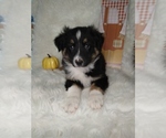 Small #4 Australian Shepherd