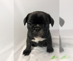 Litter of 5 - Female French BulldogLitter of Puppies for Sale - Photo #4