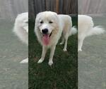 Small #42 Chow Chow-Great Pyrenees Mix