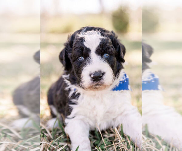 Medium Photo #1 Aussiedoodle Puppy For Sale in FOREST, MS, USA