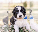 Small Photo #1 Aussiedoodle Puppy For Sale in FOREST, MS, USA
