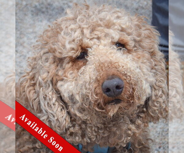 Medium Photo #1 Mutt Puppy For Sale in Huntley, IL, USA