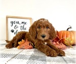 Image preview for Ad Listing. Nickname: Ginger