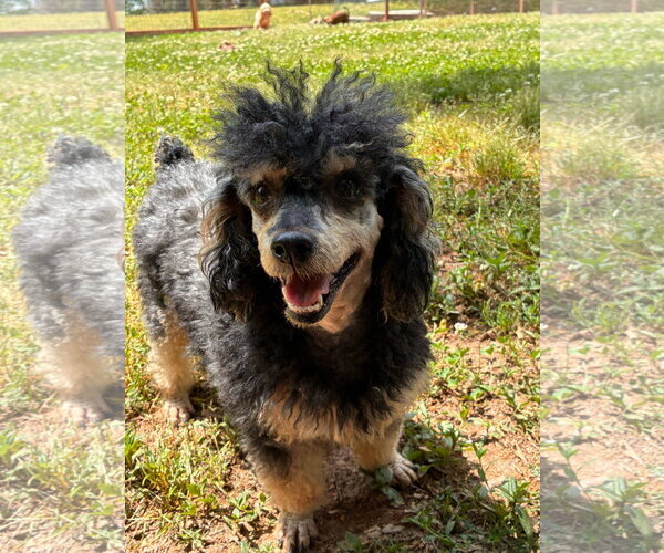 Medium Photo #4 Poodle (Toy) Puppy For Sale in Pacolet, SC, USA