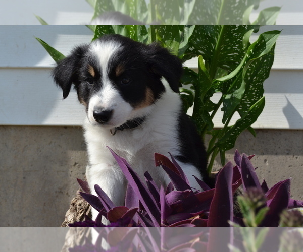 Medium Photo #1 Border Collie Puppy For Sale in GREENWOOD, WI, USA