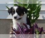 Small Photo #1 Border Collie Puppy For Sale in GREENWOOD, WI, USA