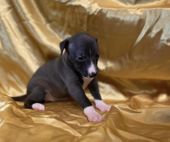 Medium Photo #1 Italian Greyhound-Jack Russell Terrier Mix Puppy For Sale in ASHBY, NE, USA