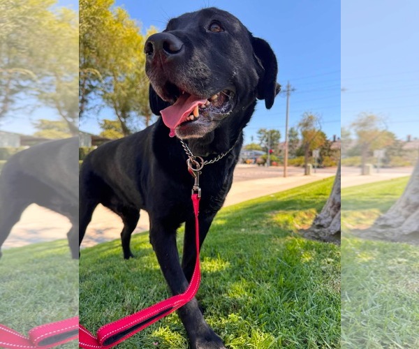 Medium Photo #13 Labrador Retriever-Unknown Mix Puppy For Sale in San Diego, CA, USA