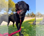 Small #12 Labrador Retriever Mix