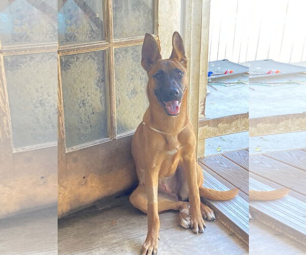 Medium Photo #3 German Shepherd Dog-Unknown Mix Puppy For Sale in San Diego, CA, USA