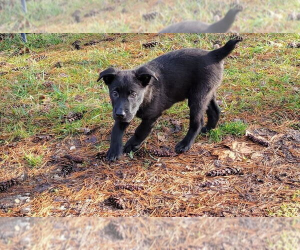 Medium Photo #4 Sheprador Puppy For Sale in Aurora, IN, USA