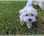 Small #2 Maltese