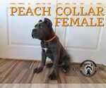 Small #3 Cane Corso