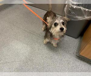 Miniature Schnauzer-Unknown Mix Dogs for adoption in Orange, CA, USA