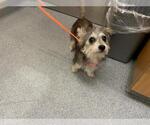 Small Miniature Schnauzer Mix