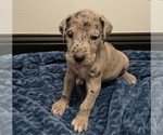 Small Photo #9 Great Dane Puppy For Sale in SHREVEPORT, LA, USA