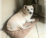Small Chiweenie