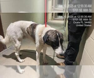 Anatolian Shepherd Dogs for adoption in Ocala, FL, USA