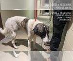 Small Anatolian Shepherd
