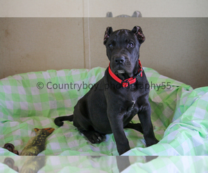 Presa Canario Puppy for sale in CHECOTAH, OK, USA