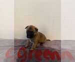 Small Photo #2 Mutt Puppy For Sale in Imlay City, MI, USA