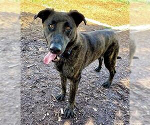 - Mix Dogs for adoption in Denver, CO, USA