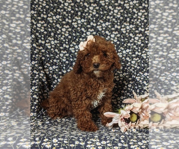 Medium Photo #6 Cavapoo Puppy For Sale in NOTTINGHAM, PA, USA