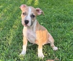 Puppy Puppy 3 American Bully