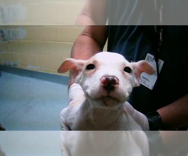 Medium Photo #1 American Pit Bull Terrier-Unknown Mix Puppy For Sale in Tulsa, OK, USA