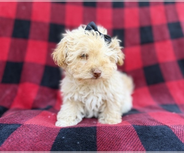 Medium Photo #5 Havapoo Puppy For Sale in LAKELAND, FL, USA