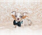 Puppy Blakely Chihuahua