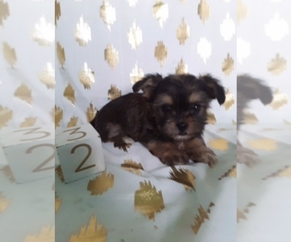 Medium Photo #2 Shorkie Tzu Puppy For Sale in SCOTTVILLE, MI, USA