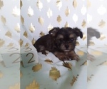 Small Photo #2 Shorkie Tzu Puppy For Sale in SCOTTVILLE, MI, USA