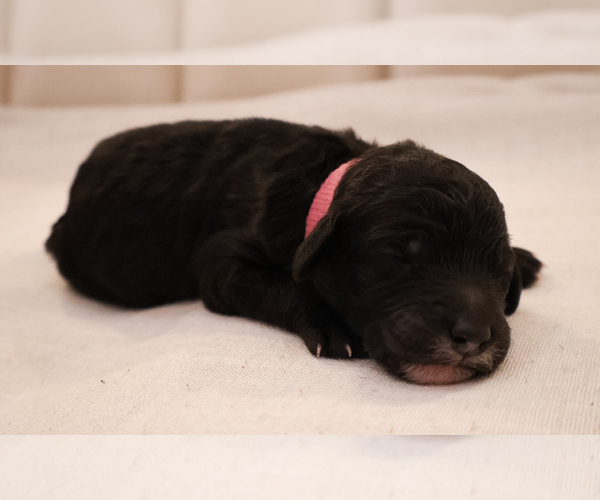 Medium Photo #5 Aussiedoodle Miniature  Puppy For Sale in ALLEN, TX, USA