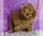 Small Photo #26 Goldendoodle (Miniature) Puppy For Sale in WARSAW, IN, USA