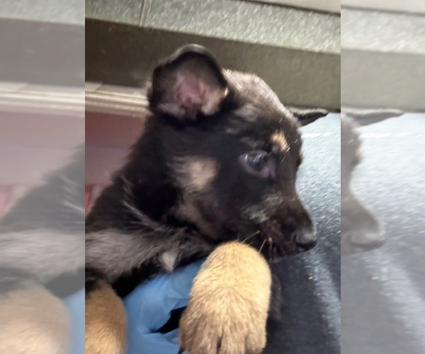 Medium Photo #1 German Shepherd Dog Puppy For Sale in RICHMOND, VA, USA