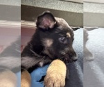Small German Shepherd Dog