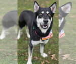Small #2 Siberian Husky Mix