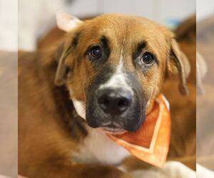 Saint Bernard-Unknown Mix Dogs for adoption in San Antonio, TX, USA