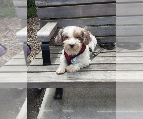 Medium Photo #15 Hava-Apso Puppy For Sale in San Francisco, CA, USA
