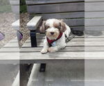Small #14 Hava-Apso