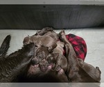 Image preview for Ad Listing. Nickname: Litter of 7