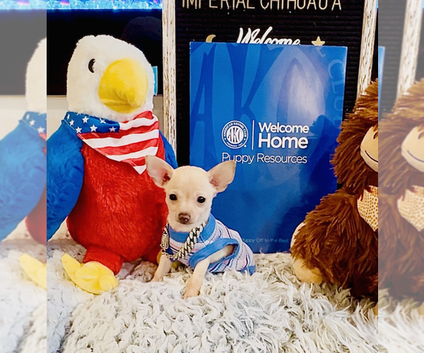 Medium Photo #1 Chihuahua Puppy For Sale in ATHENS, GA, USA